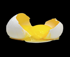 賞味期限 割った 卵黄